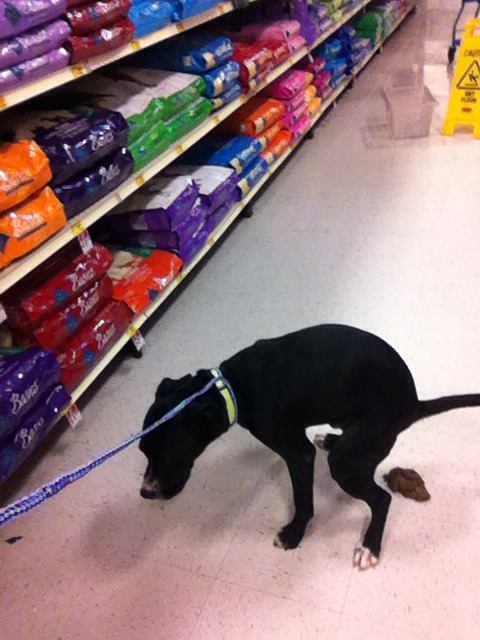 Overall pretty successful first trip to PetSmart