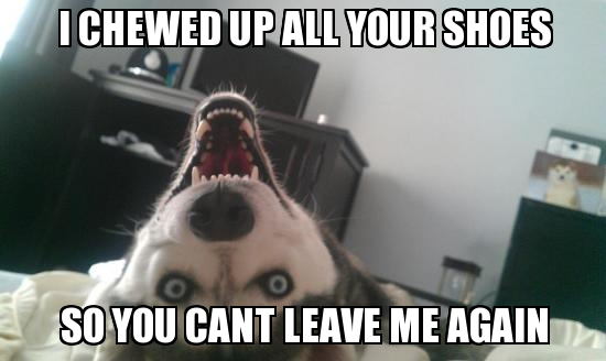 Overly Attached Dog