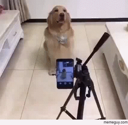 Overly photogenic dog