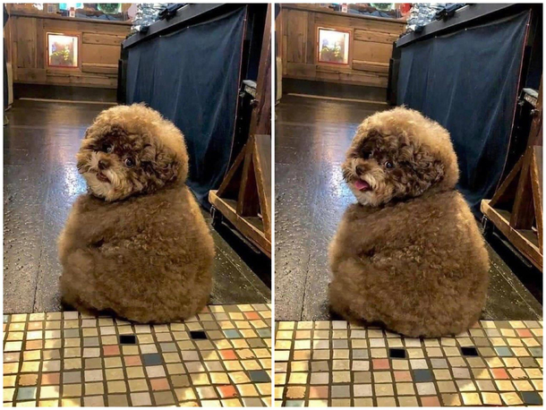 Overweight Bob Ross