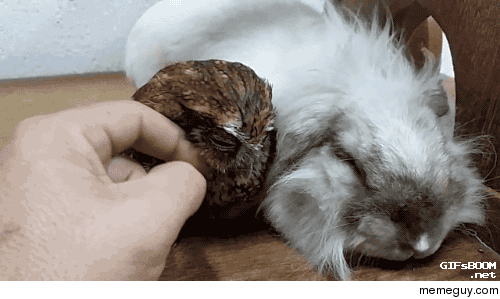 Owl and bunny taking a nap