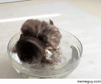 Owl bath time