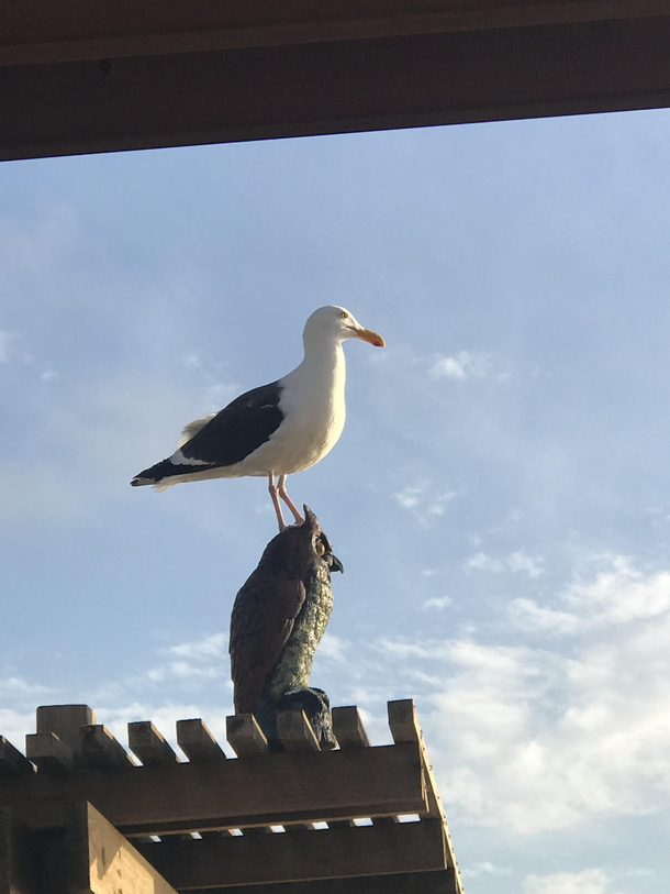 Owl decoy not working