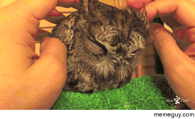 Owl massage