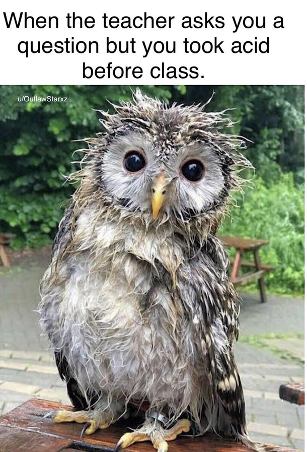 owl noises