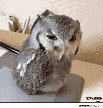 Owl yawns