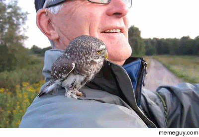 Owlet defends its human territory