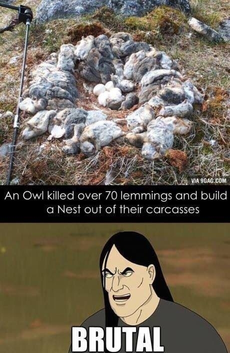 Owls are pretty fucking metal
