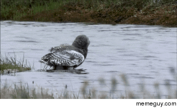 Owls Can Swim