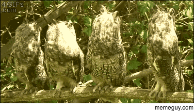 Owls hear a strange sound