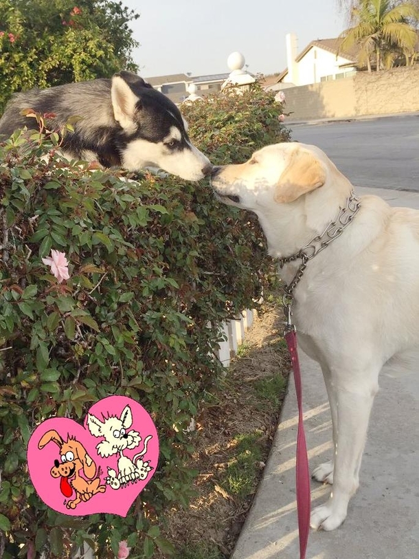 P Every time I take my dog for a walk she has to stop to see her crush Its like Romeo and Juliet