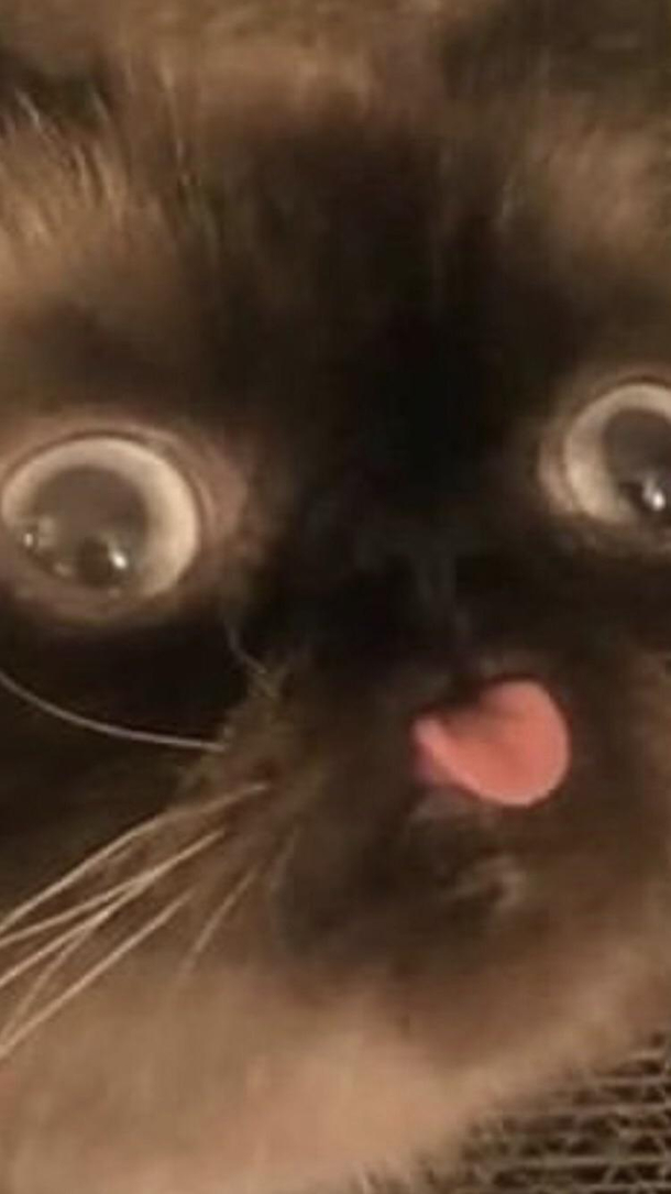 P I put this in group chats all the time