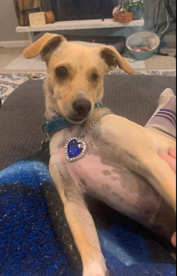 Paint me like one of your French dogs 