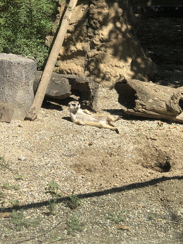 Paint me like one of your French meerkats