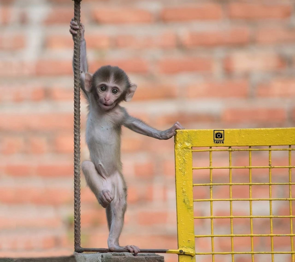 Paint me like one of your french monkeys
