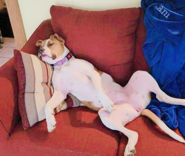 Paint me like one of your French Poodles