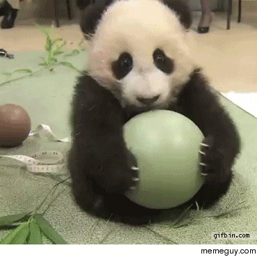 panda baby loves ball