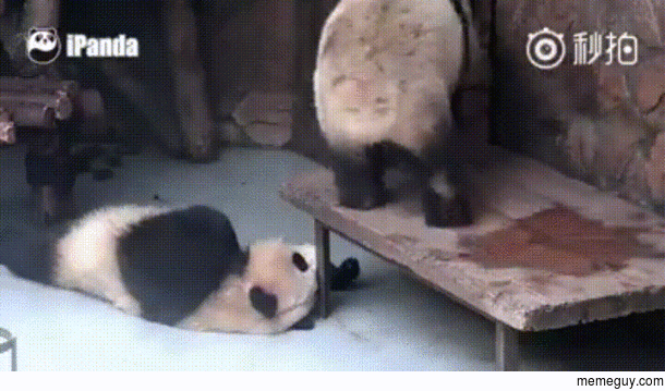 Panda is in a deep slumber