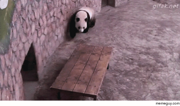 Panda under heavy fire