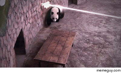 Panda under heavy fire