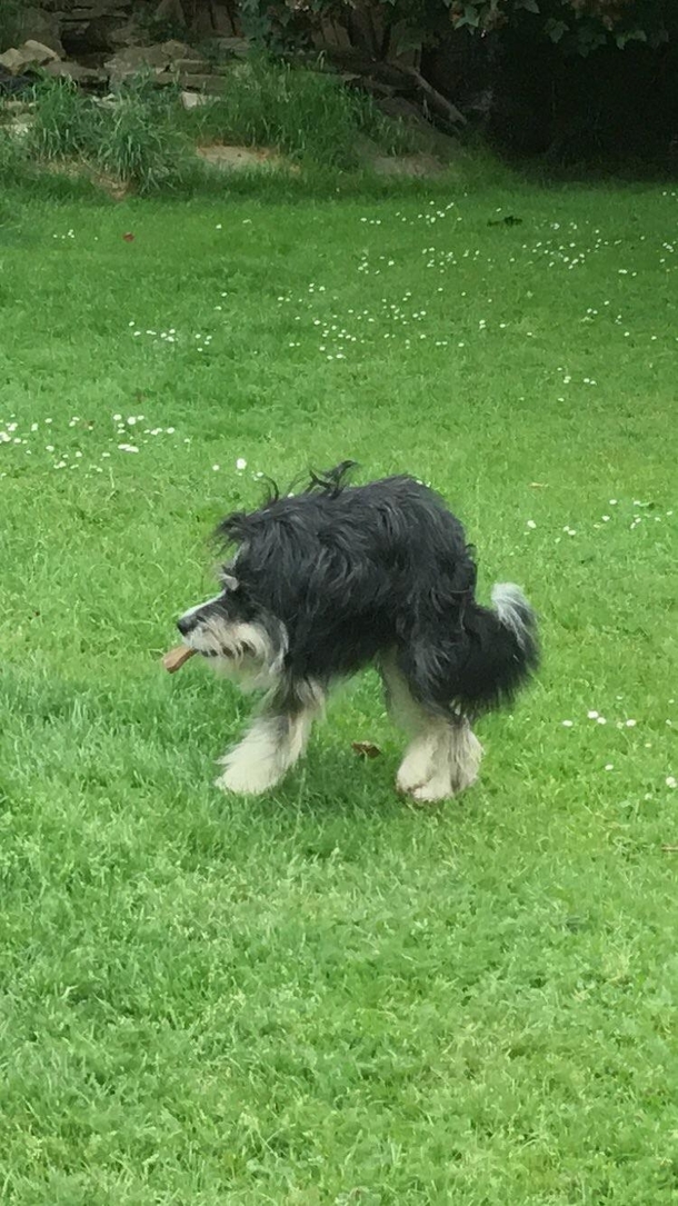 Panorama of dog goes terribly wrong