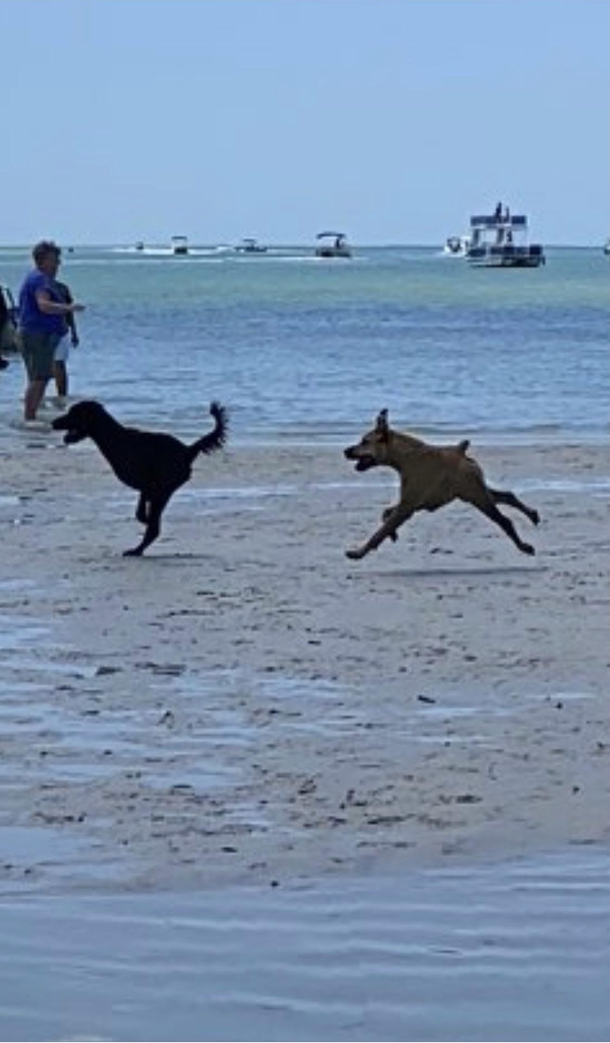 Panorama Photo  Running Doggos  Hilarious Results