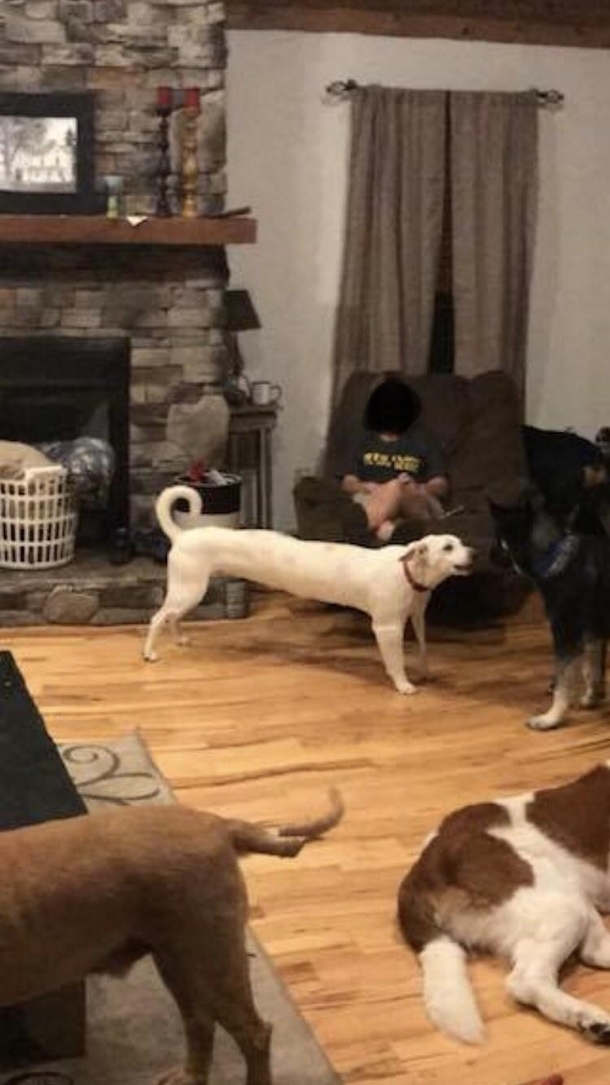 Panorama picture turned my brothers dog into a limo-doggo