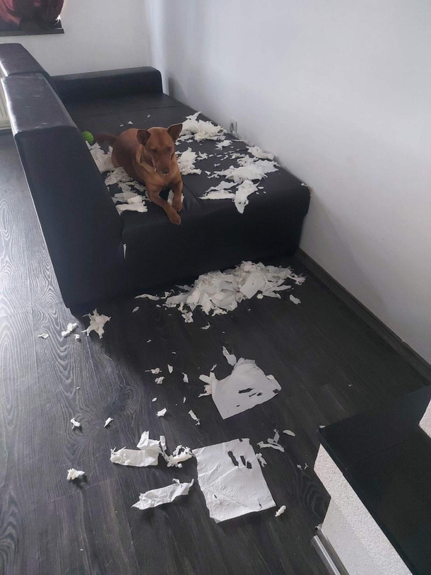 Paper shredder on a budget