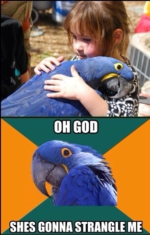Paranoid parrot goes to the petting zoo