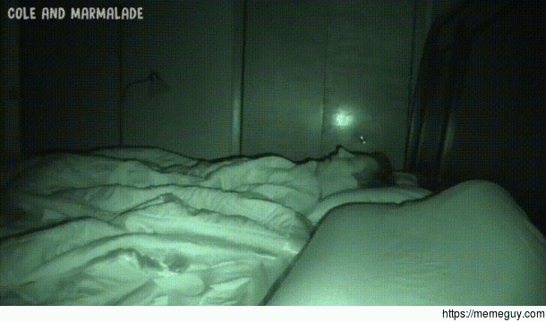 Paranormal Cat-ivity