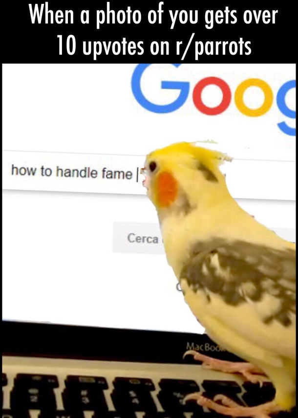 Parrot_irl