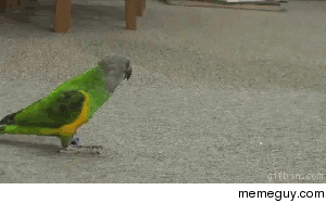 Parrot playing dead