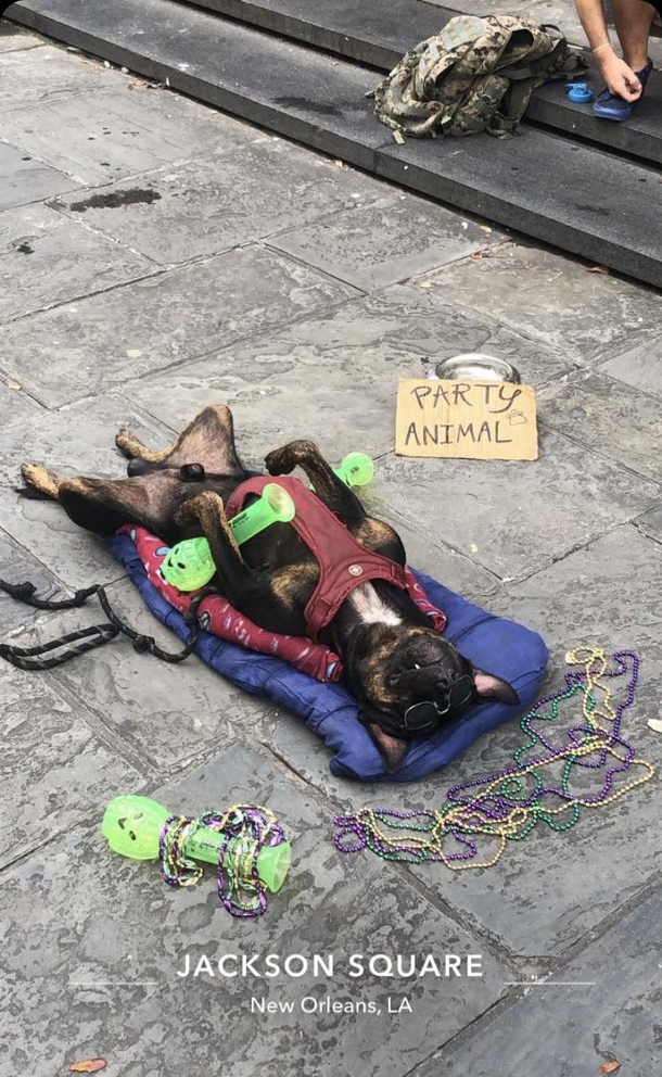 Party Animal