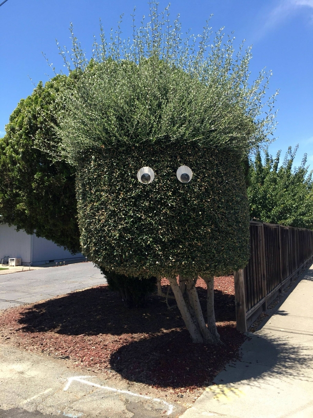 Passed by this tree had to stop to get a photo