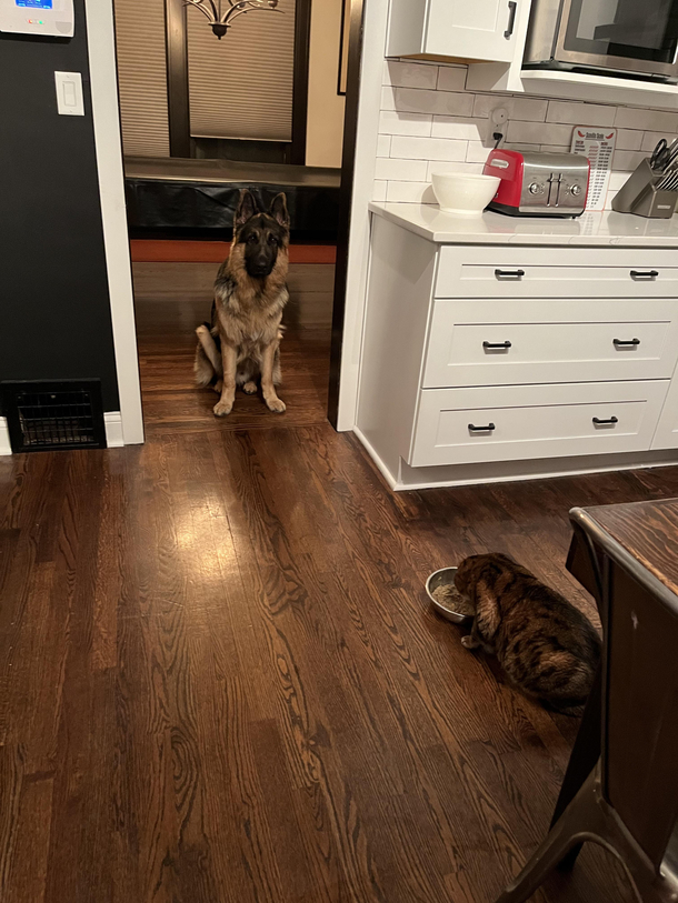 Patrick doesnt know what to do when the cat is eating his food