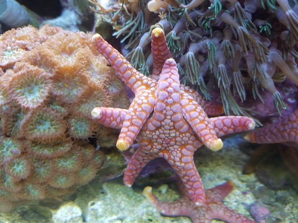 Patrick is quite kinky