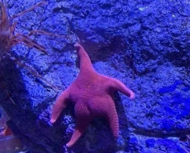 Patrick Wheres your pants