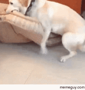 Paws Dont Fail Me Now