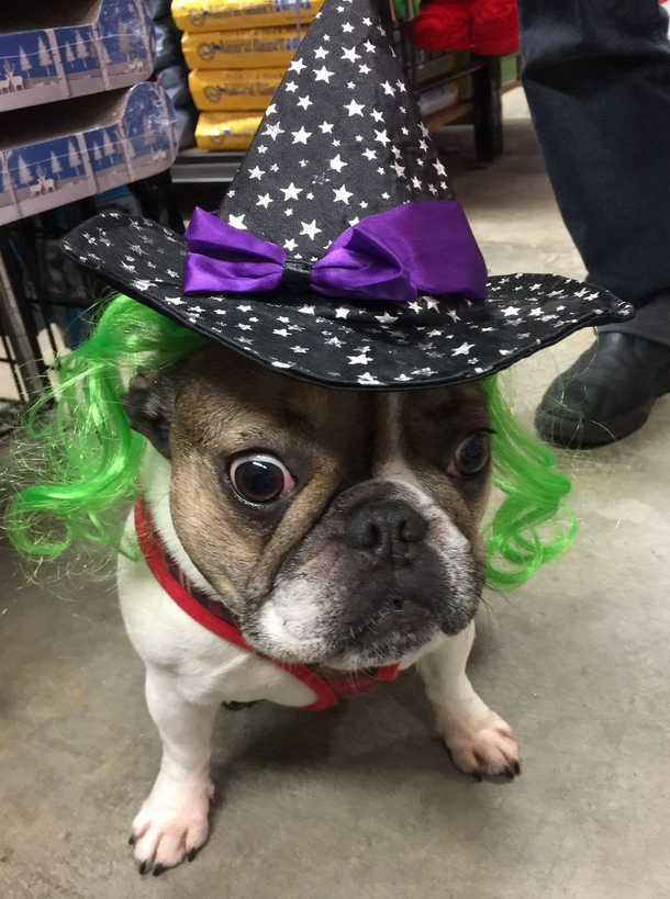 Pearl does not want to be a witch for Halloween 