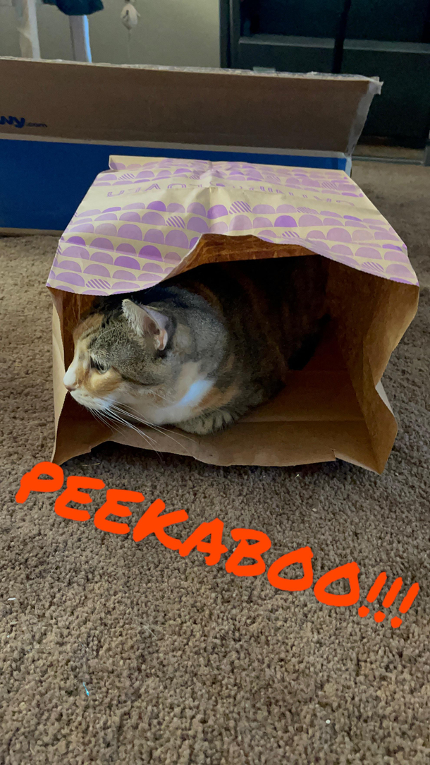 Peekaboo Puss