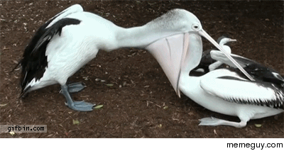 Pelicans are weird