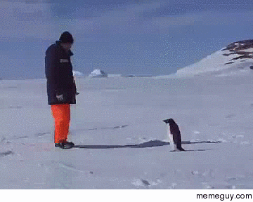 Penguin being a Jerk