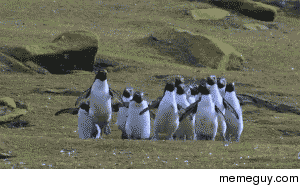 Penguin Butterfly Hunt