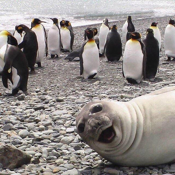 Penguin Coast News 