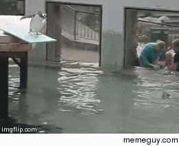Penguin decides diving board is too high