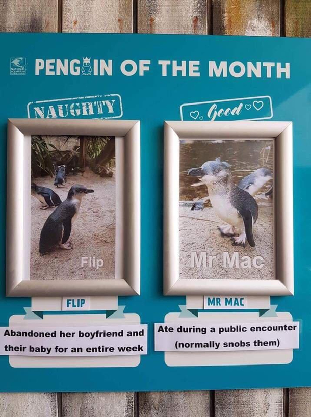 Penguin of the month