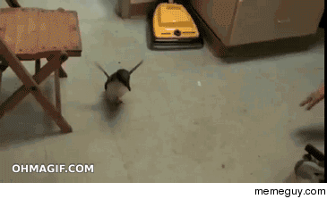 Penguin very excited to see his zookeeper
