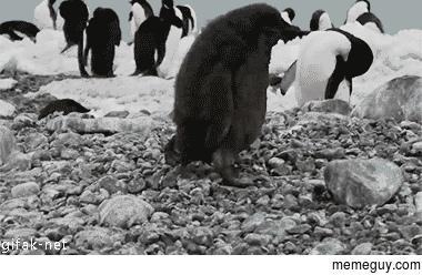 Penguins are the new pandas