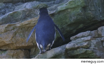 Penguins can be clumsy