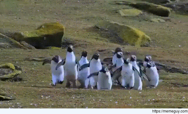 Penguins chase Butterfly